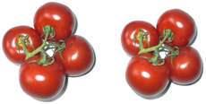 Tomaten4+4.jpg